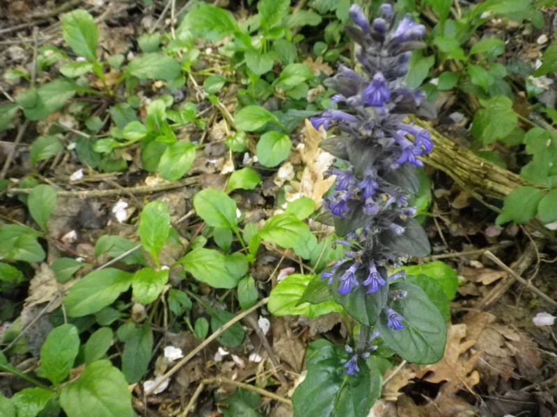 Ajuga reptans